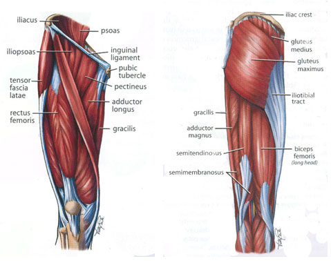 Musculotendinous injuries of the upper legs Musculotendinous injuries of the upper legs