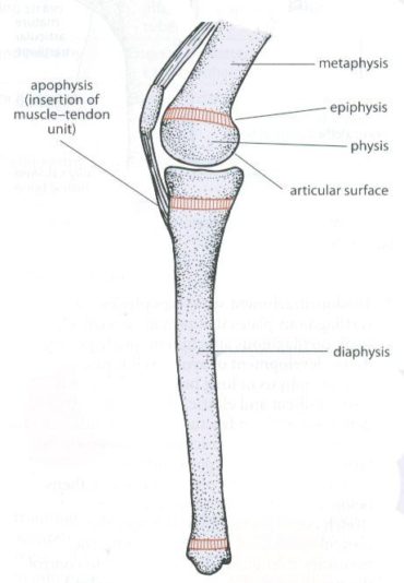 sports-injuries