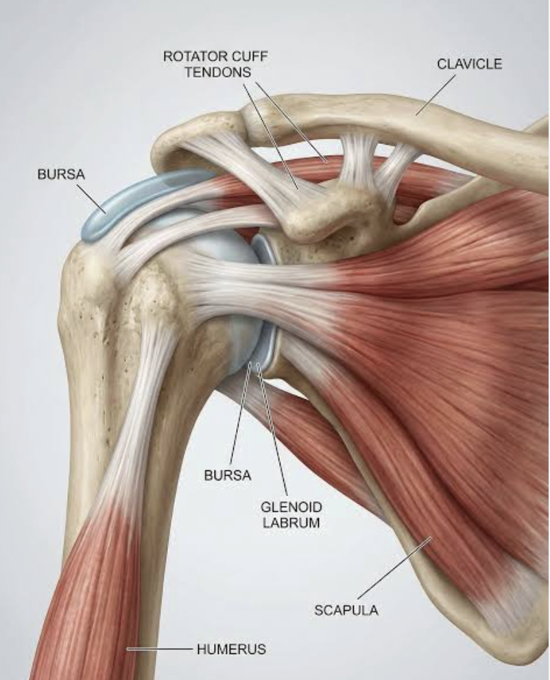 Understanding the Shoulder Joint