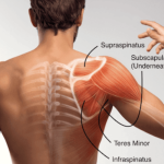 Understanding the Rotator Cuff