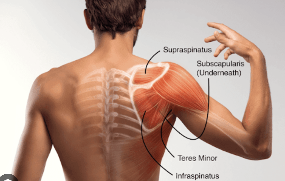 Understanding the Rotator Cuff